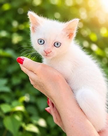 белые котенки: Кошка даром: Беспородная, 3 месяца, Мальчик, Приучена к лотку, Проглистована — 2
