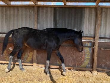 Грызуны: Продаю | Жеребец | Конный спорт — 2