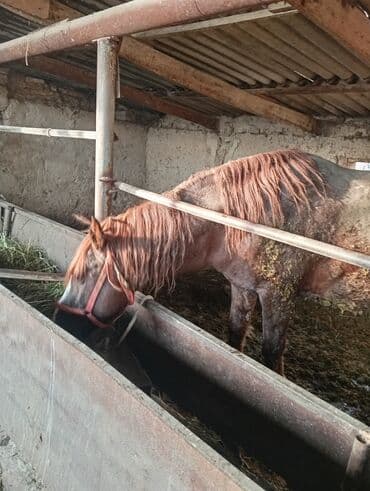 объявления о найденных собаках: Продаю | Жеребец | Рабочий | Осеменитель — 2