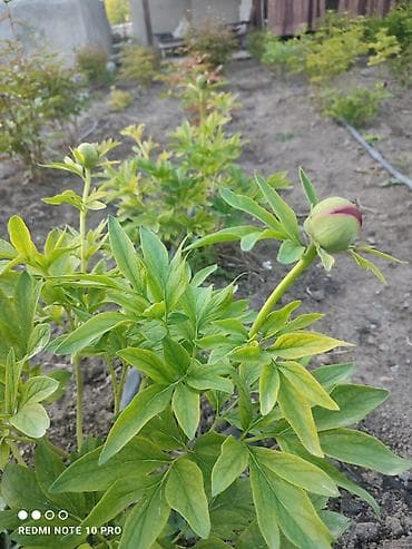 горошок для цветов: Пионы травянистые, сорт с насыщенно-рубиновыми бутонами.болеее 50шт — 2