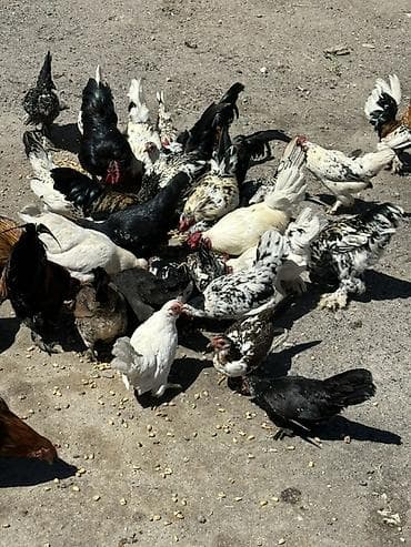 cat chow: Продаю | Куры | Домашняя | Для разведения — 4