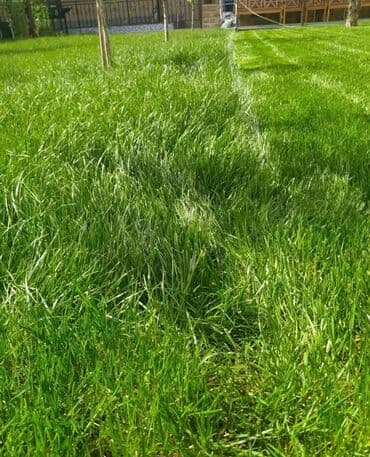 🟢 Газон 🟢Сеем газон 🟢 Ландшафтный дизайн 🟢 Озеленение территории 🟢