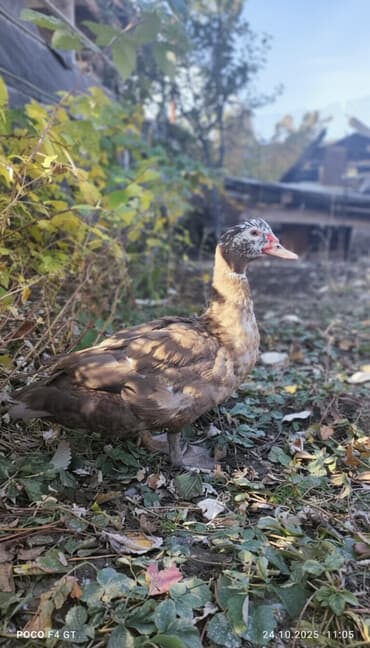 Молодые селезни почти 6 месяцев вес 4 +кг. обмен на селезня индоутки