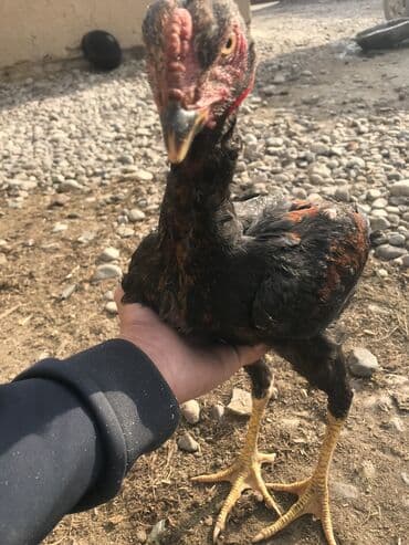 далматинец щенок цена: Продаю | Петух, Цыплята | Бойцовая, Дакан | На забой, Для разведения, Для боев — 2