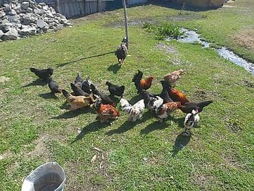 А\ч жаныбралары үчүн товарлар жана шаймандар: Сатам | Тооктор | Үй | Көбөйтүү үчүн — 6