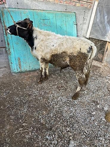 Аквариумдар: Сатам | Бука (эркек) — 1