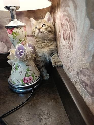 бенгальский кот: Беспородная, 2 месяца, Мальчик, Приучена к лотку — 10