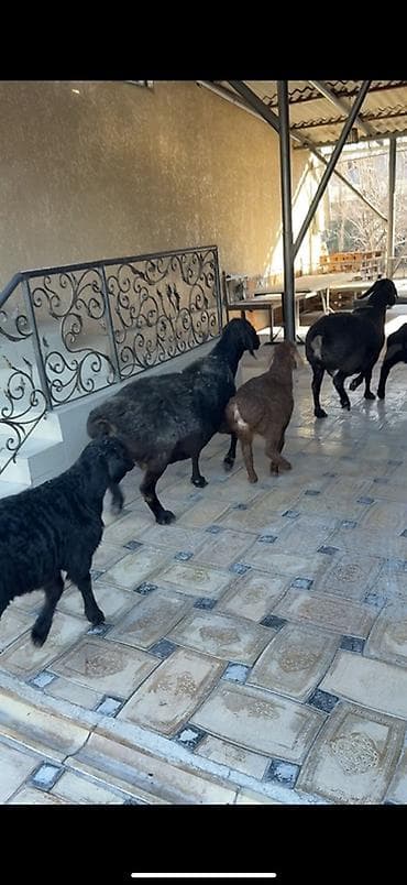 мастит: Продаю | Овца (самка) | Эдильбаевская, Арашан | Для разведения | Матка — 6