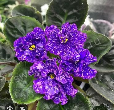 Фиалки и глоксинии: Продаю деткистартеры сортовых фиалок🌺🌿🌺. От 100сом. Есть взрослые — 1