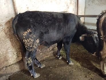 Продаю | Корова (самка) | Для молока | Привязанные — 1