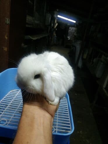 декоративные корсеты бишкек: Карликовые барашки разных расцветов. очень дружелюбные быстро — 1