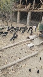 продажа щенков немецкой овчарки с документами в бишкеке: ИНДЮК САТЫЛАТ, Жалал абад шаары Сузак району Благовещенка айылынан — 2