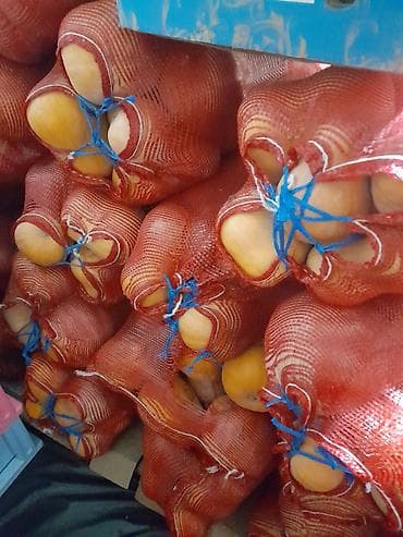 Тыква мускатная в сетках япошка 250 кг - Сорт: мускатная тыква