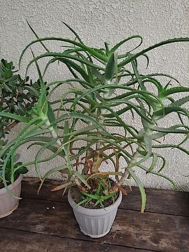 Алоэ (крупный комнатный суккулент) в горшке. - Вид: алоэ, мясистые