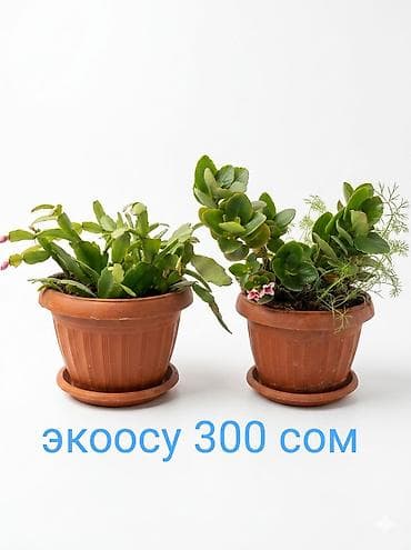 леди баг и супер кот: Комнатные растения в горшках. - Сансевиерия (щучий хвост) — — 4