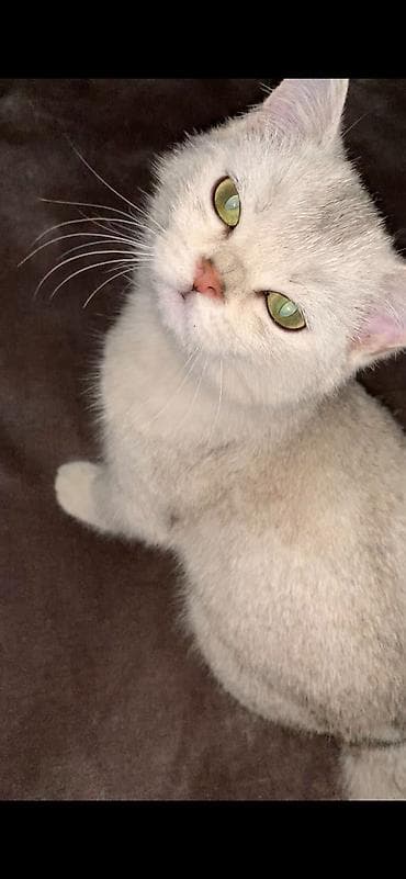 кошки свинкс: Скотиш Страйт (Шотландская прямоухая), 5 месяцев, Девочка, Приучена к лотку — 3