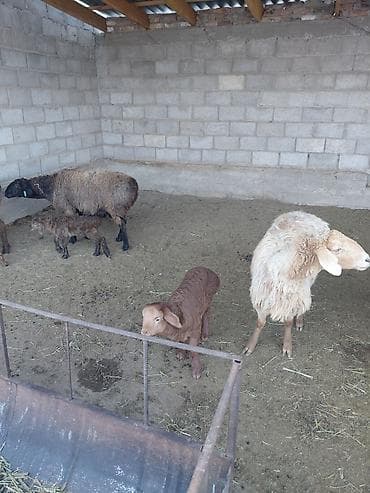 питбуль кара балта: Продаю | Овца (самка) | Для разведения — 1