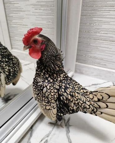 Грызуны: Продаю | Куры, Петух — 3