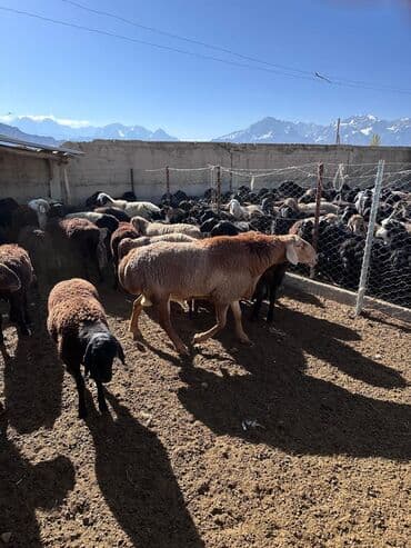 компрессор для колес: Арашан кочкор линия Широкого 3жаш — 4