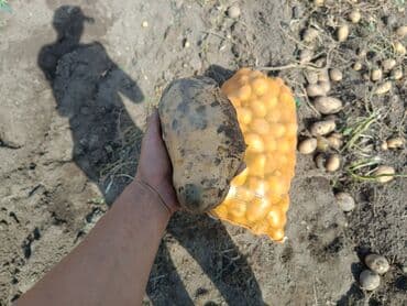 Картошка Джелли, Оптом