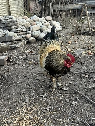 петух хай лайн: Продаю | Петух | Для разведения — 2