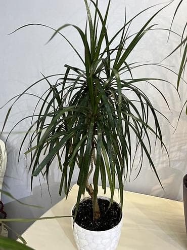 цветок сансевьера: Свит Себастьян гигант сорт девочки успеваем 🪴 Бесплатная доставка по — 9