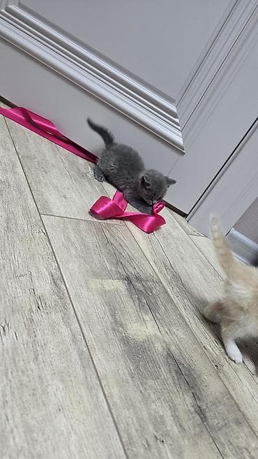 Грызуны: Скотиш Фолд (Шотландская вислоухая), 1 месяц, Мальчик, Голубой, Приучена к лотку — 3