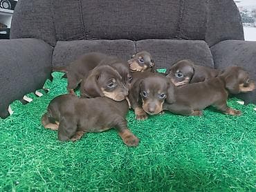 русская спаниель: Щенки таксы, гладкошерстная мини. Окрас: шоколад с подпалом. На фото — 10