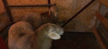 Грызуны: Продаю | Овца (самка) | На забой — 2