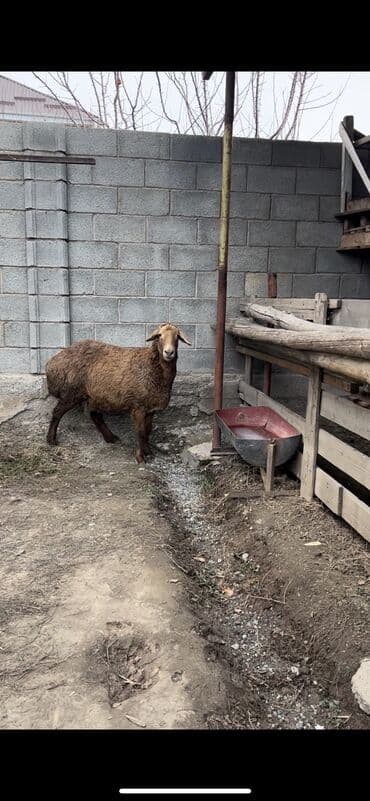 Животные: Продаю | Овца (самка) | Арашан | Для разведения, На забой | Матка — 1