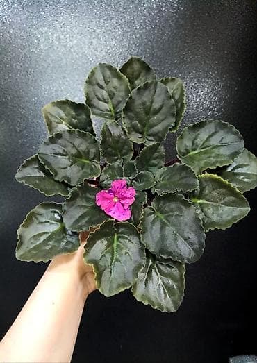 Фиалки и глоксинии: Продаю взрослые фиалки 🌺🌺🌺.Цена 300-350-400.Нахожусь в районе Тоголок — 2
