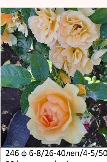 Садовая мебель: Корни роз — 10