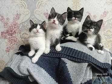 Отдам даром кошку: Отдам даром симпатичных котят. В любящие руки. Кушают всё . Приучены — 7