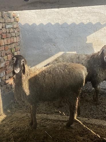 Баран, овца: Продаю | Овца (самка) | Для разведения | Матка — 3