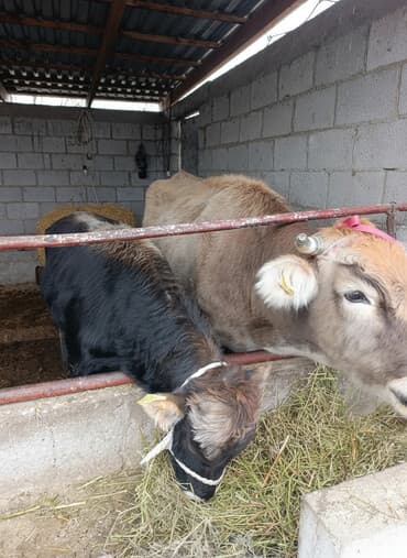 булдок ит: Продаю | Тёлка | Для разведения | Племенные — 1