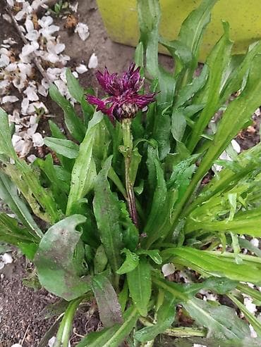 хризантема оптом: Василёк — смесь сортов (семена)рассада выращенная на улице мороза не — 3