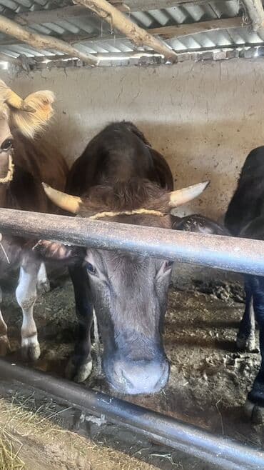 Услуги ветеринара: Продаю | Корова (самка) | Для разведения | Привязанные — 7