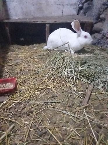 С/х животные и товары: Продаю | Крольчата | Для разведения — 2