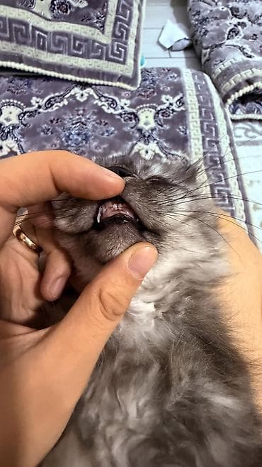 котенка ош: Скотиш Фолд (Шотландская вислоухая), 3 месяца, Мальчик, Серый, Приучена к лотку — 5