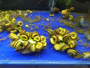 аквариумная рыбка: Улитки "Мариза" 150 сом. 
Улитки "Спикси" 150 сом — 3