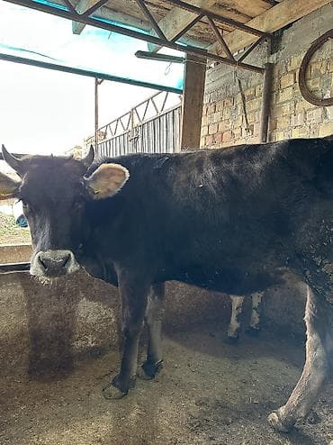 ат ургачы: Продаю | Тёлка — 6