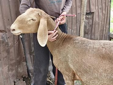 уй сатылат бишкек 2022: Сатам | Ургаачы кой (ургаачы) | Арашан — 3