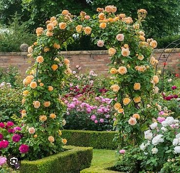 Кургаткычтар: Көчөттөр — 5