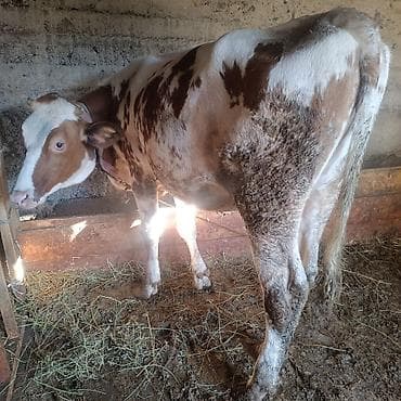 бука 1жаш: Продаю | Тёлка | Айрширская | Для разведения | Отела не было — 2