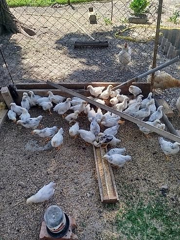 цетка для кур: Продаю | Цыплята | Для разведения — 1