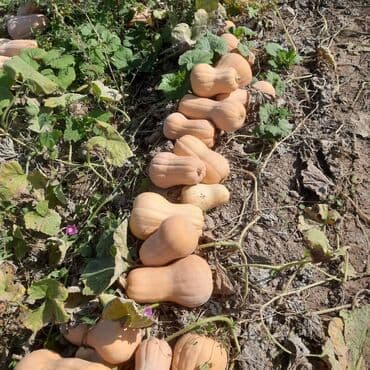 продам тыкву: Тыква Матильда оптом с поля.
Самовывоз. Телефон 0556 11 79 81 — 1