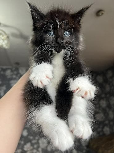 бенгальская кошка цена бишкек: ✨ Эксклюзивные полидактильные мейн-куны ✨ Предлагаются к продаже — 4