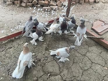 пирес чоп: Продаю голубей! Остались в основном самцы — 6