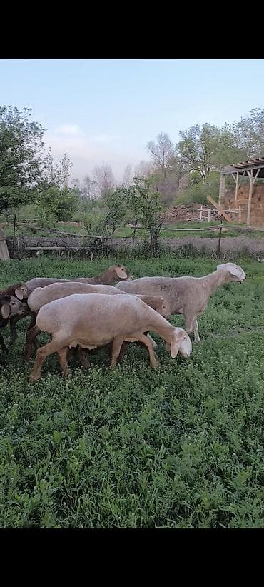 Продаю | Овца (самка) | Для разведения | Матка