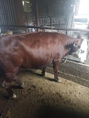 рыба маринка: Продаю тёлочку года нет ещё просто так не звоните цена 115 тысяч !! — 2